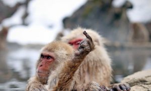 Nozawa Onsen Snow Monkey