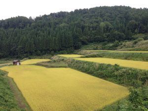 Ride Rice paddies