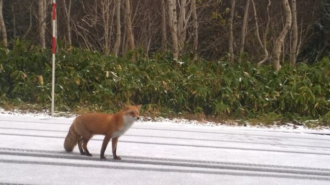 Early Snow October Japan