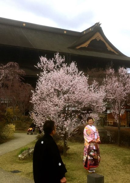 Cherry Blossoms bloom Nagano 