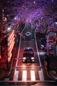 Ski Cherry Blossoms Japan