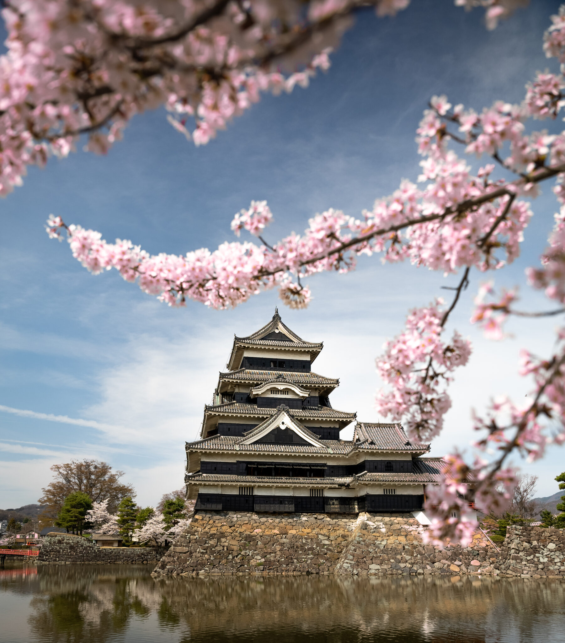 Cherry Blossoms In Matsumoto - Nozawa Holidays