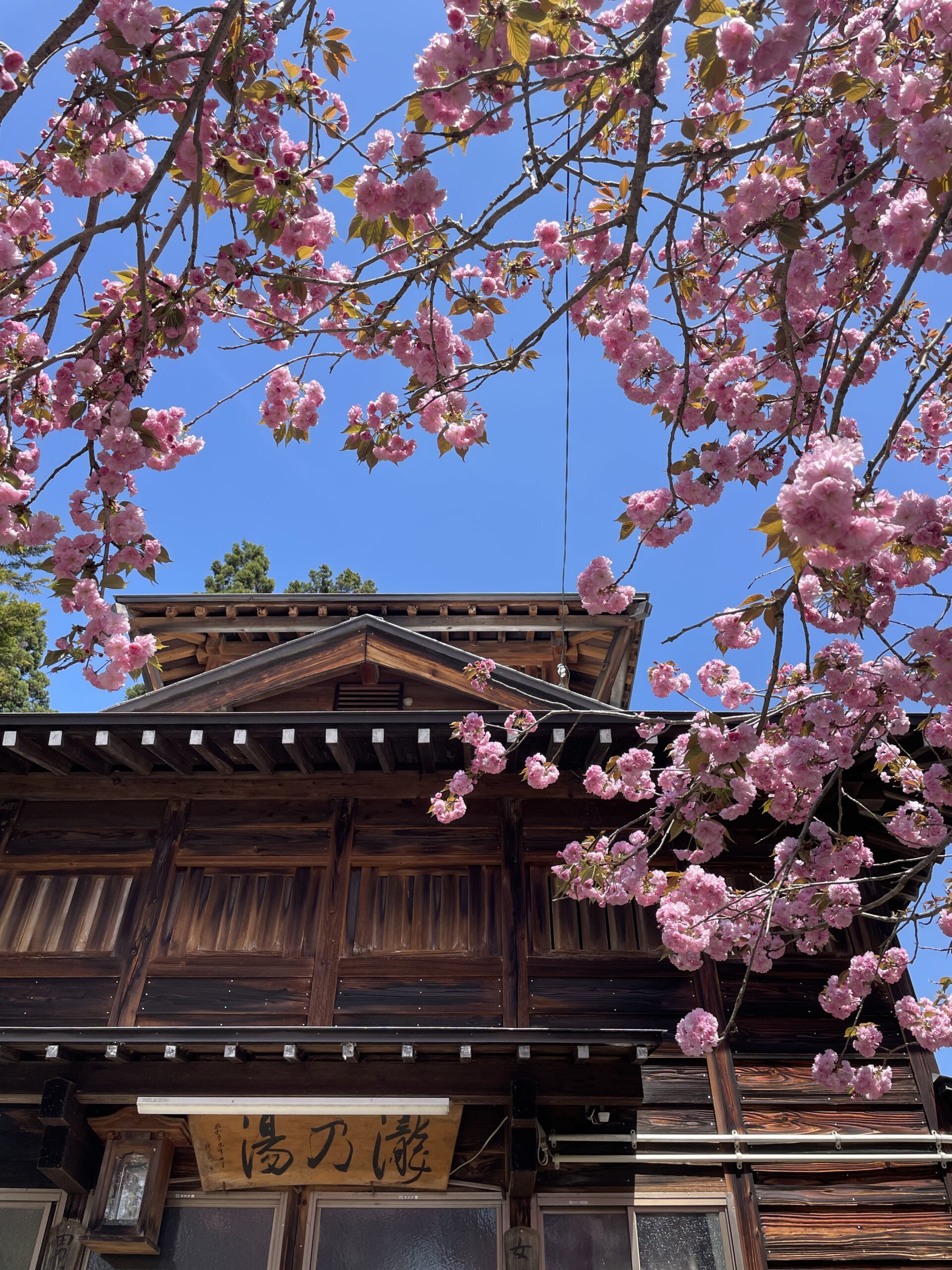 Cherry Blossom just outside of one of the iconic Onsens in Nozawa