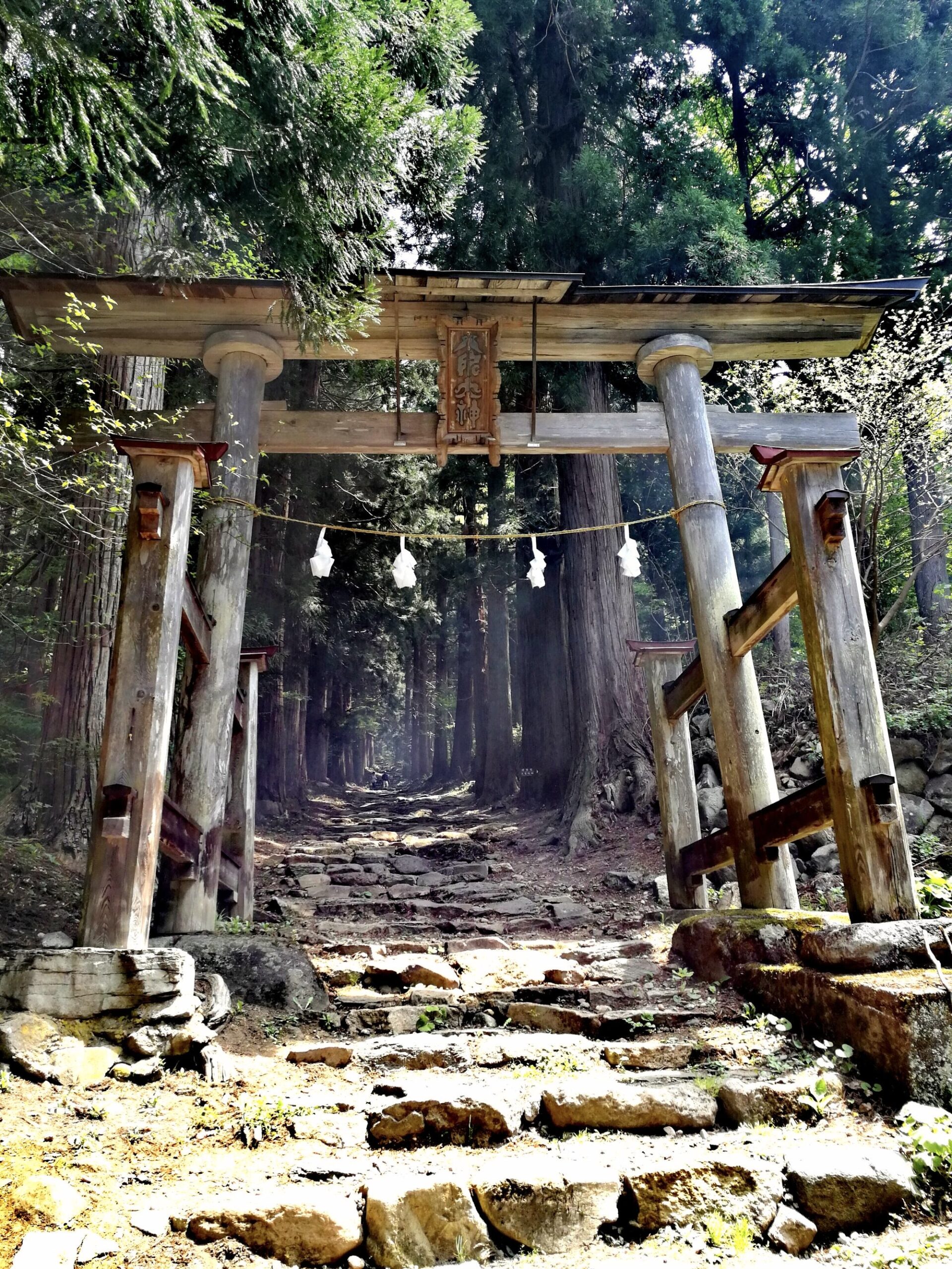 Beautiful forest trail leading to Kosuge Shrine with cedar trees reaching to the sky 