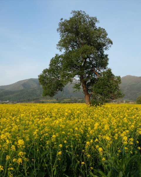 Just outside of Nozawa fields of colourful fields stretch on the way to Iiyama