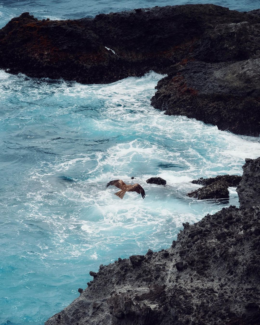 Izu's scenic coast and its inhabitants 