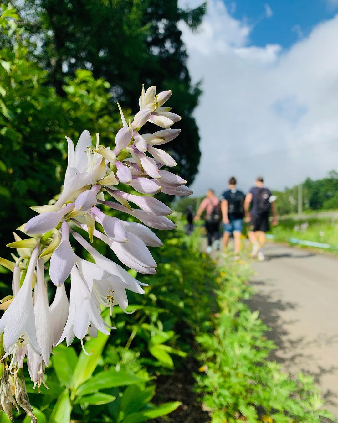 Summer time up on the heights of Nozawa Onsen