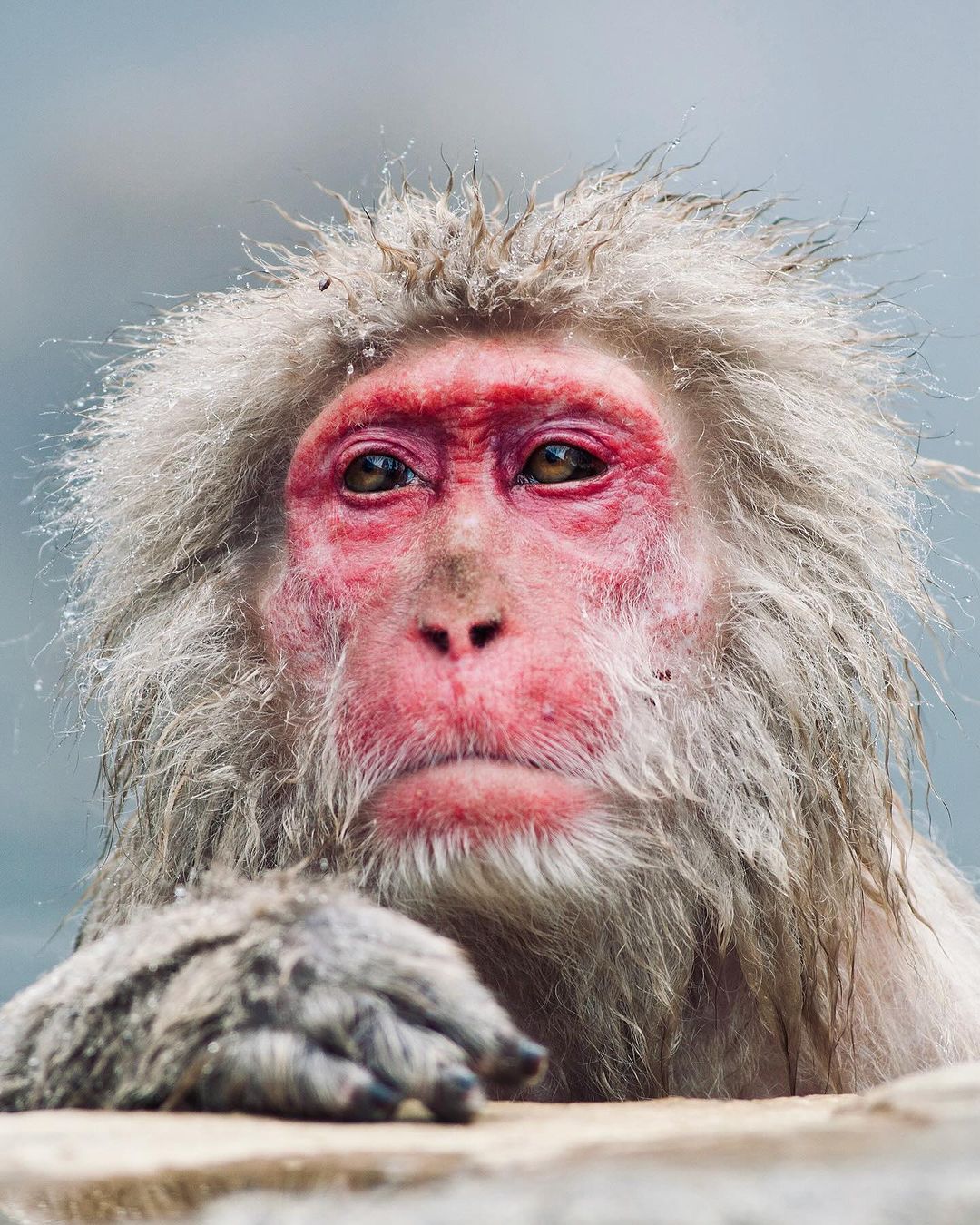 Macaque enjoying bath time in the mountains in winter