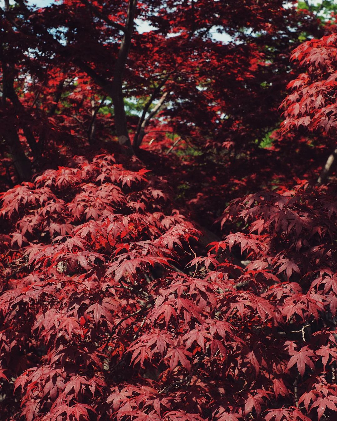 Leaves across Japan begin to shift colours 