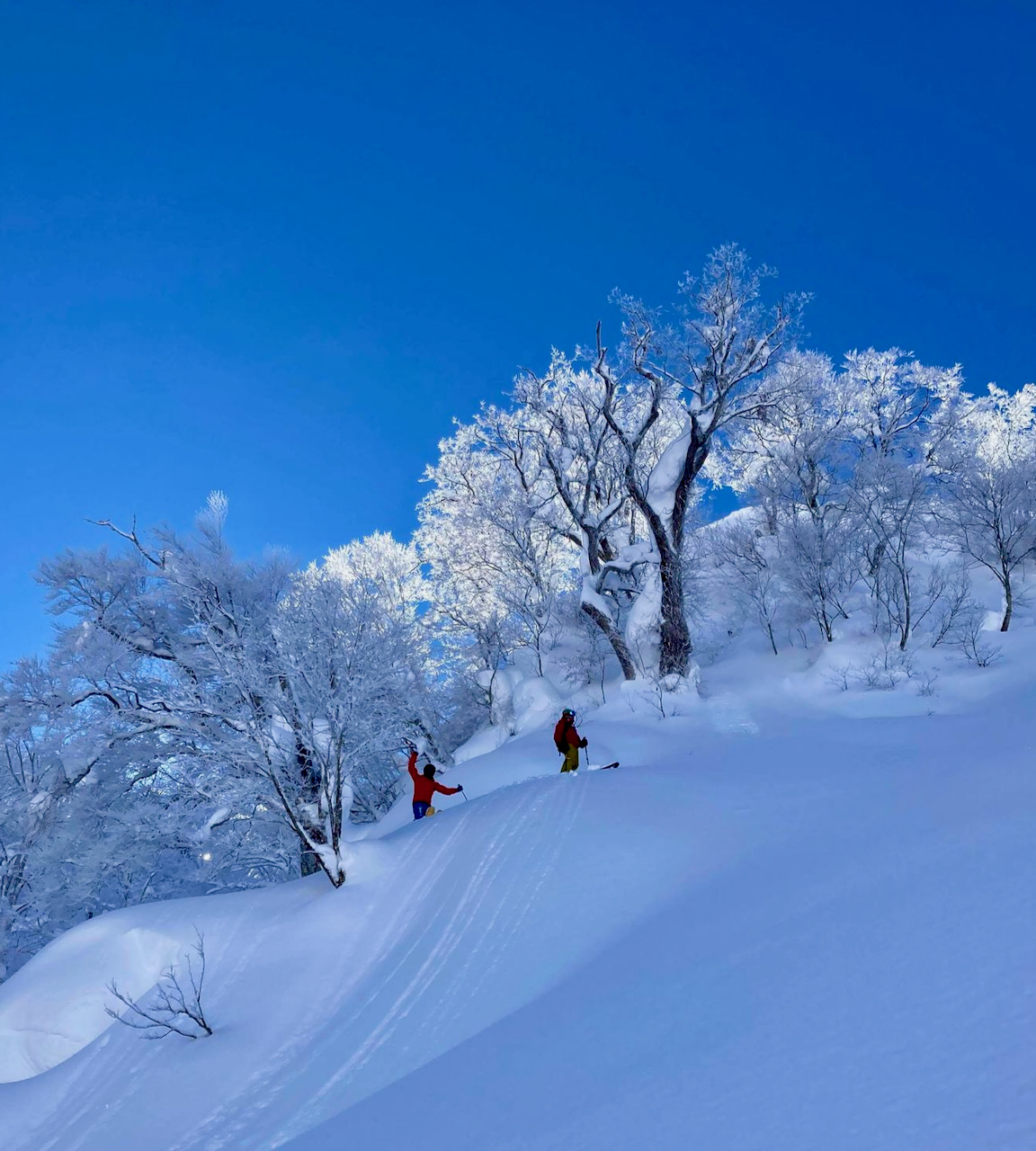 Fresh powder and bluebird days 