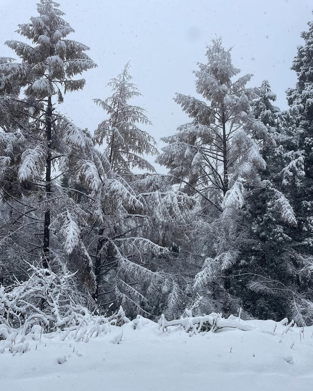 Blanket of snow covering the mountain in the end of Nov 2025