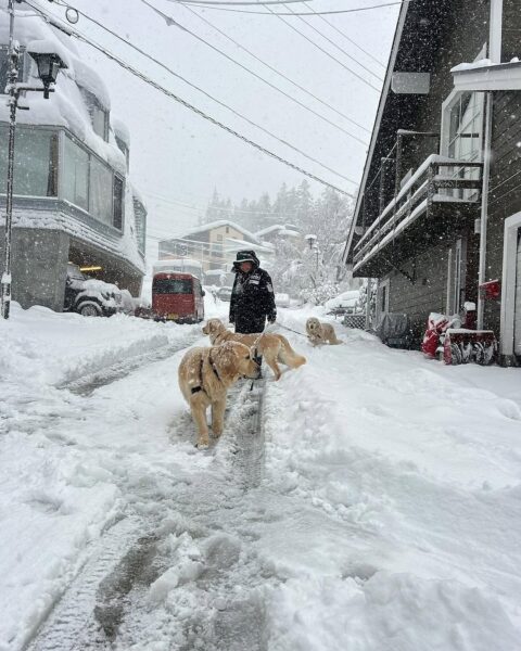 Snowy paws