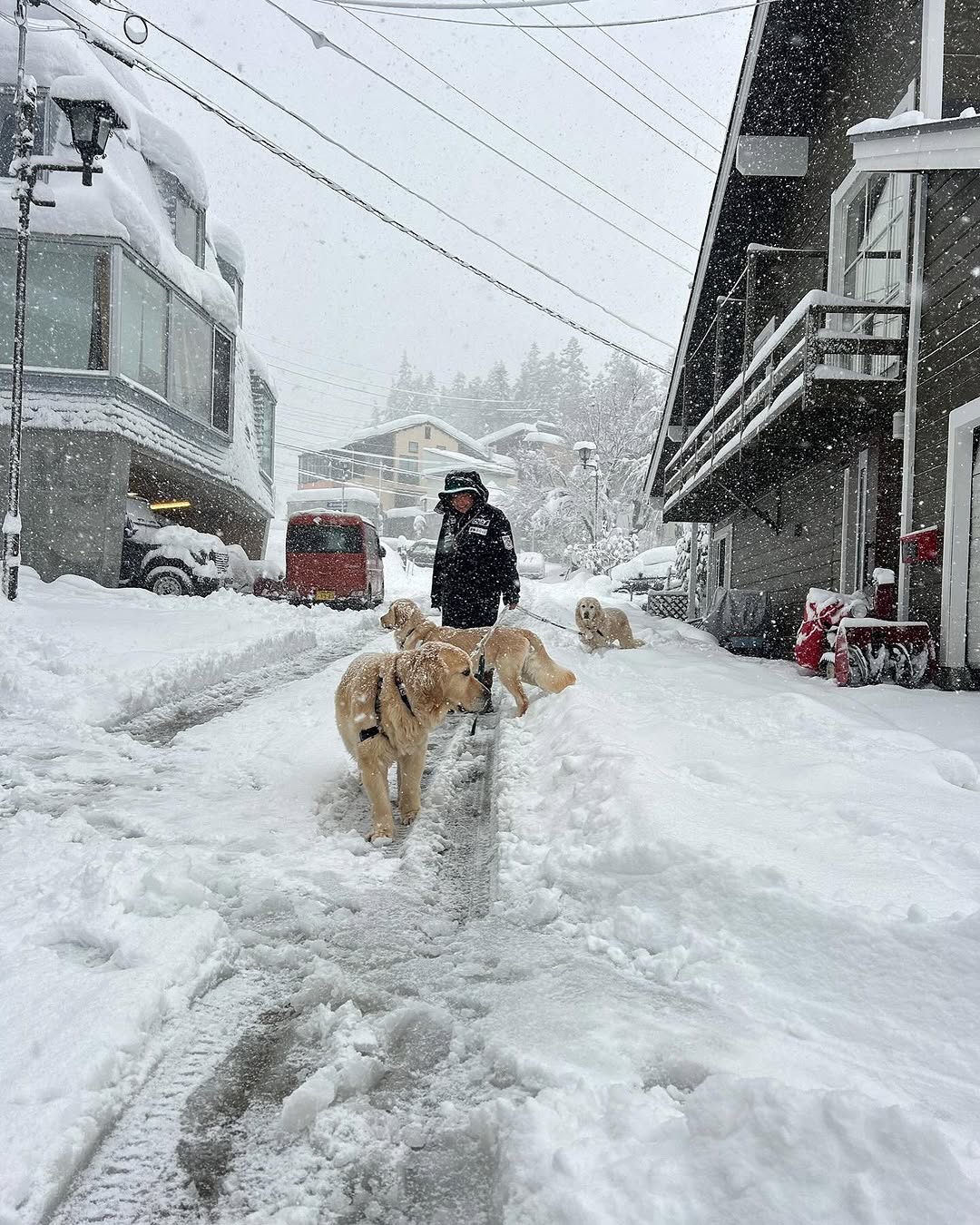 Snowy paws 