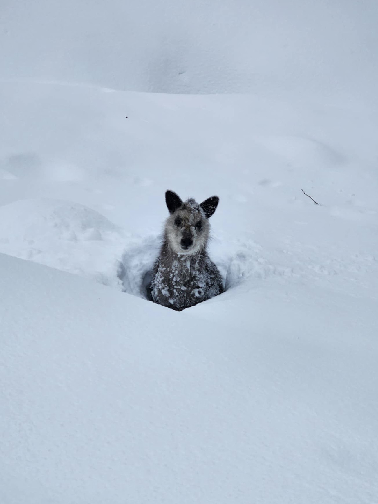 Nozawa Onsen's cutest animal roaming the snowy heights 